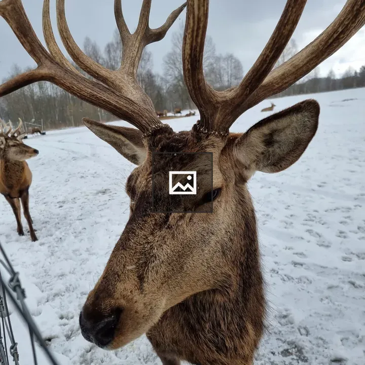 European fallow deer portrait