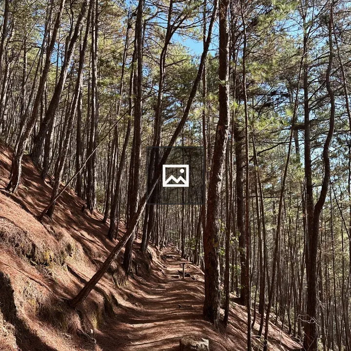 Narrow Path Through Forest