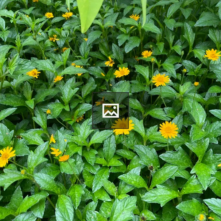 Lush Green Foliage with Yellow Flowers