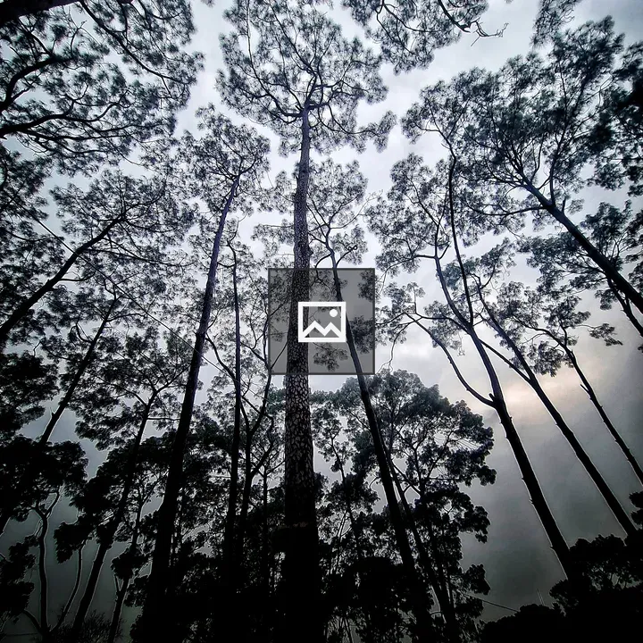 View of Trees Looking Up