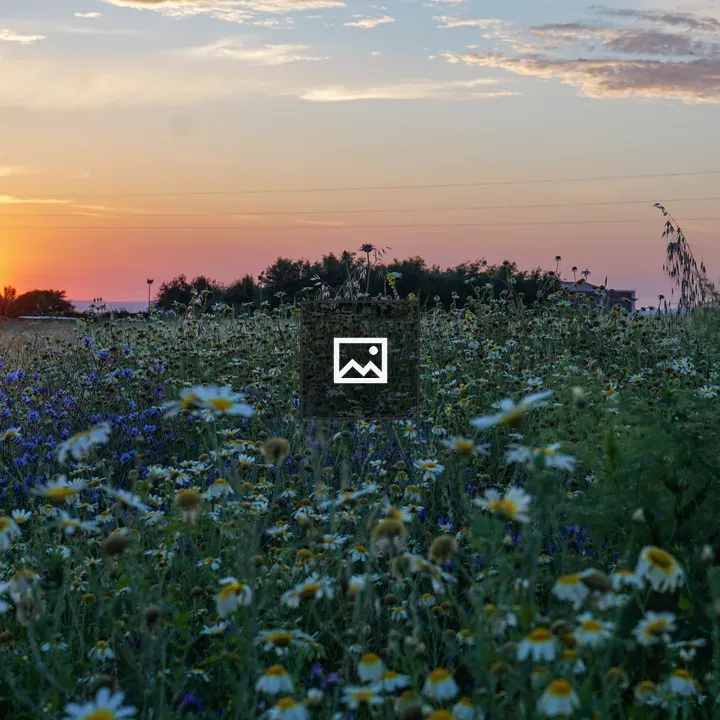 Sunset Over Wildflower Meadow
