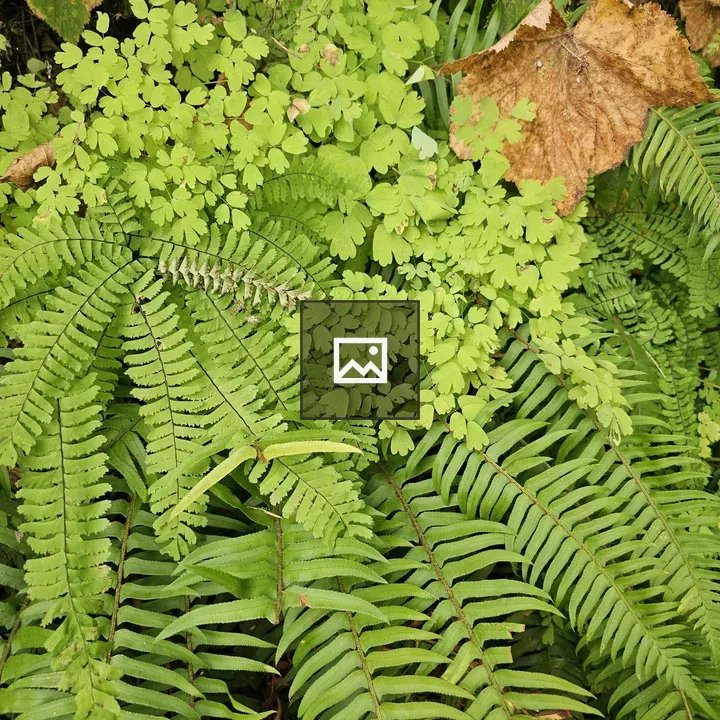 Ferns and Forest Floor Plants
