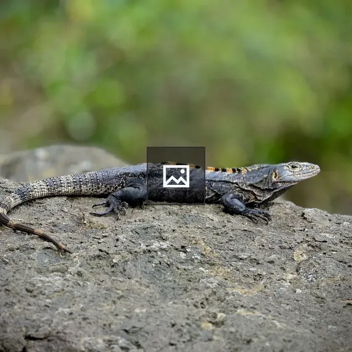 Iguana on rock with greenery