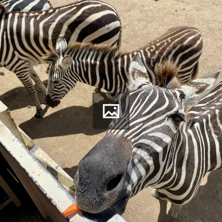 Zebra Reaching for Carrot