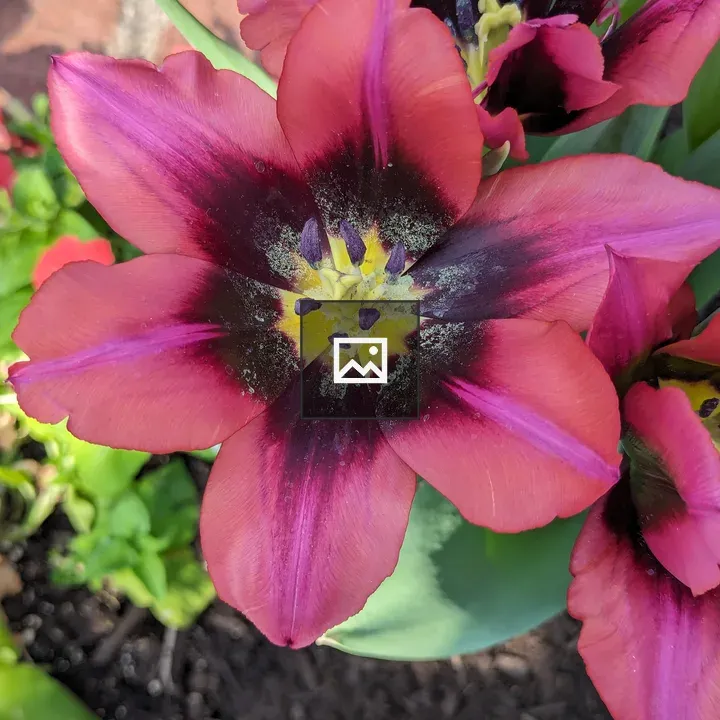 Tulip close-up in pink and purple