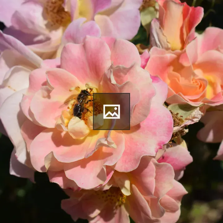 Pink rose cluster with bee