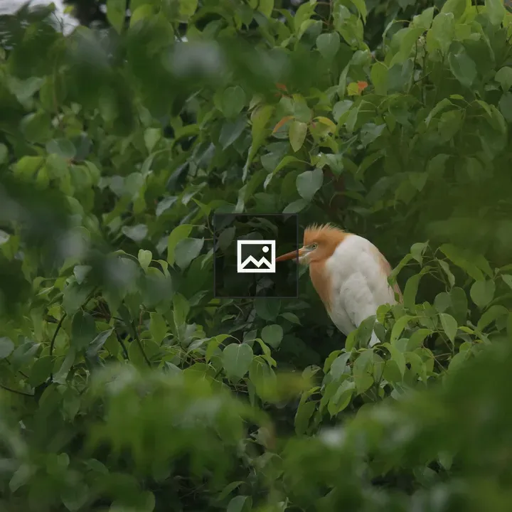 Eastern Cattle Egret on Branch