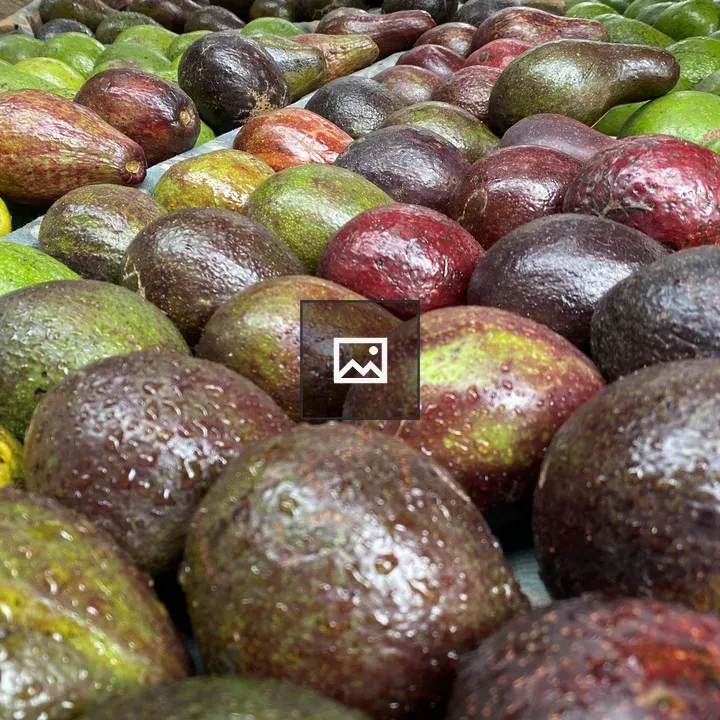 Avocados neatly stacked in rows