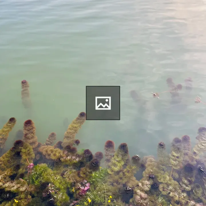 Watermoss Underwater Surface