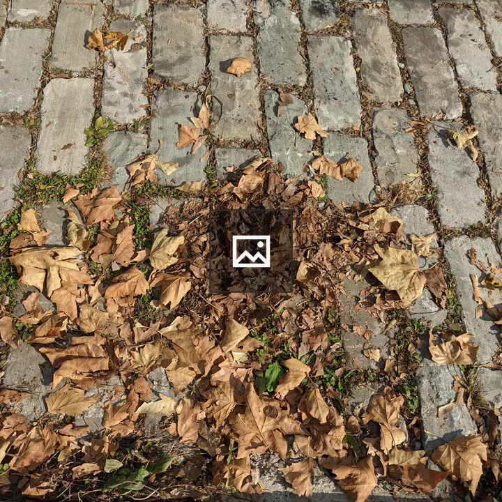 Leaves on cobblestone street