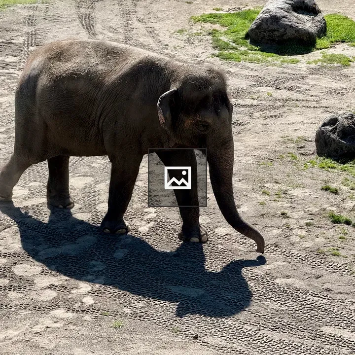 Elephant walking across dry ground