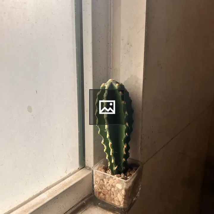 Cactus in Clear Pot on Windowsill