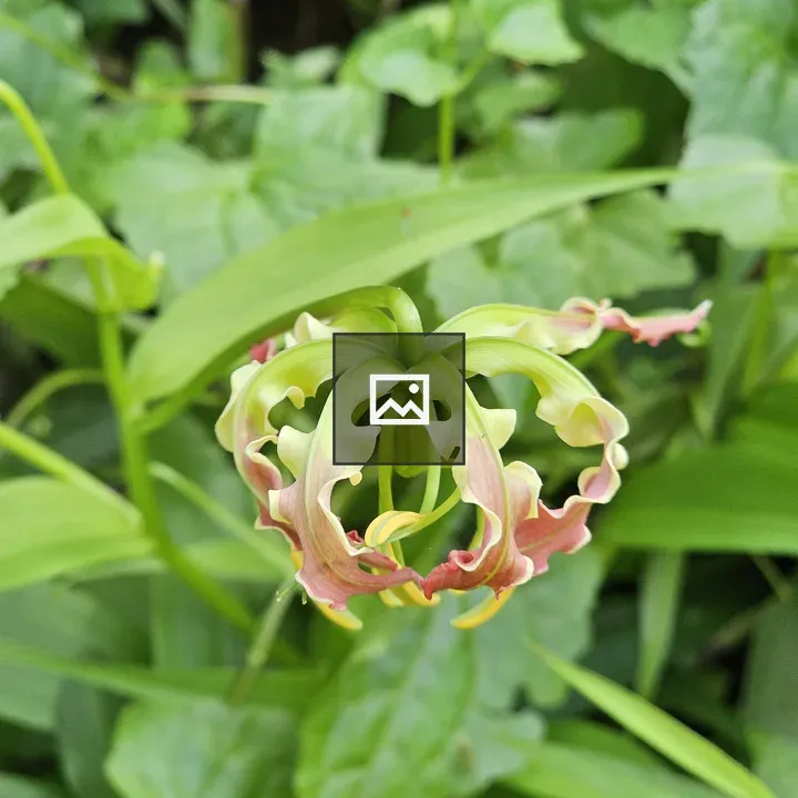 Gloriosa Bud Blooming