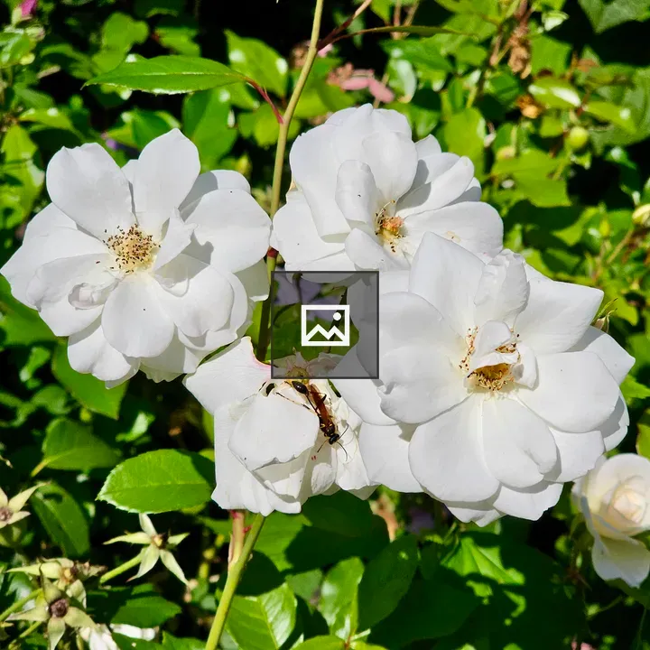 White roses with insect