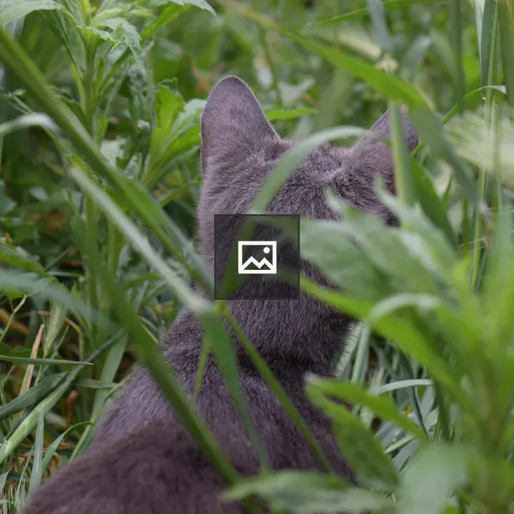 Grey cat among green grass