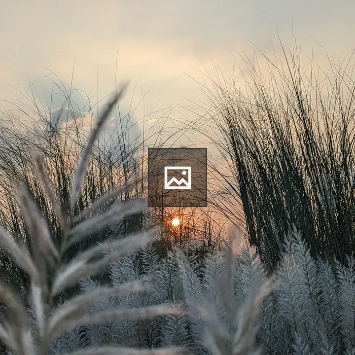Sunset Through Grasses