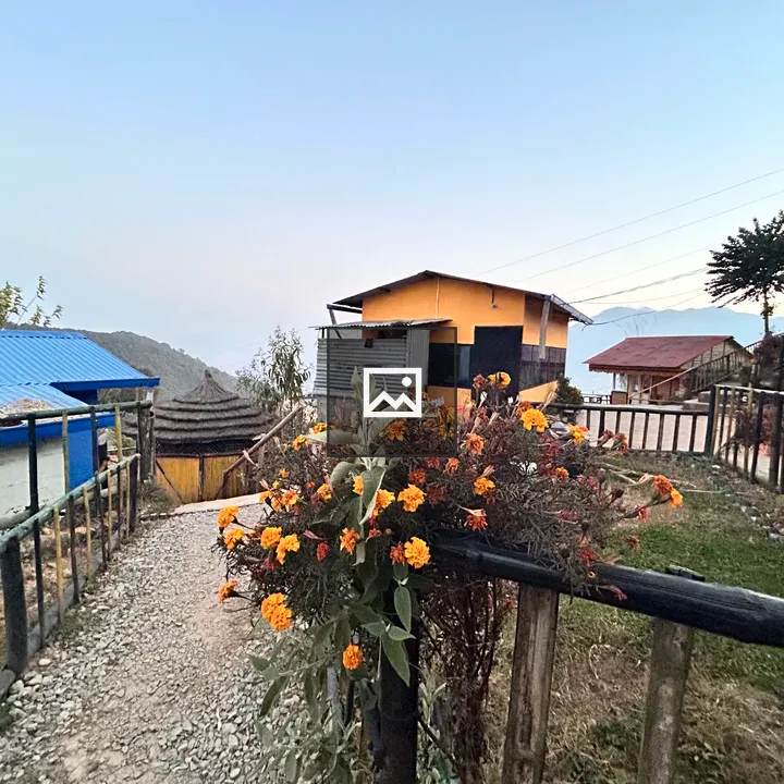 Marigolds in Hilltop Settlement