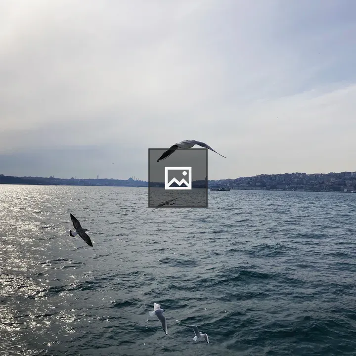Istanbul Bird over Horizon