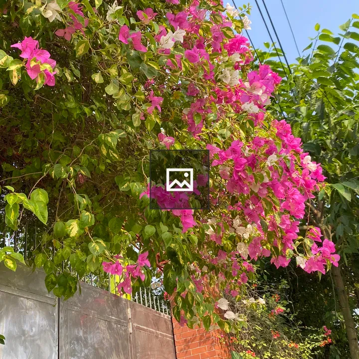 Bougainvillea on Metal Fence