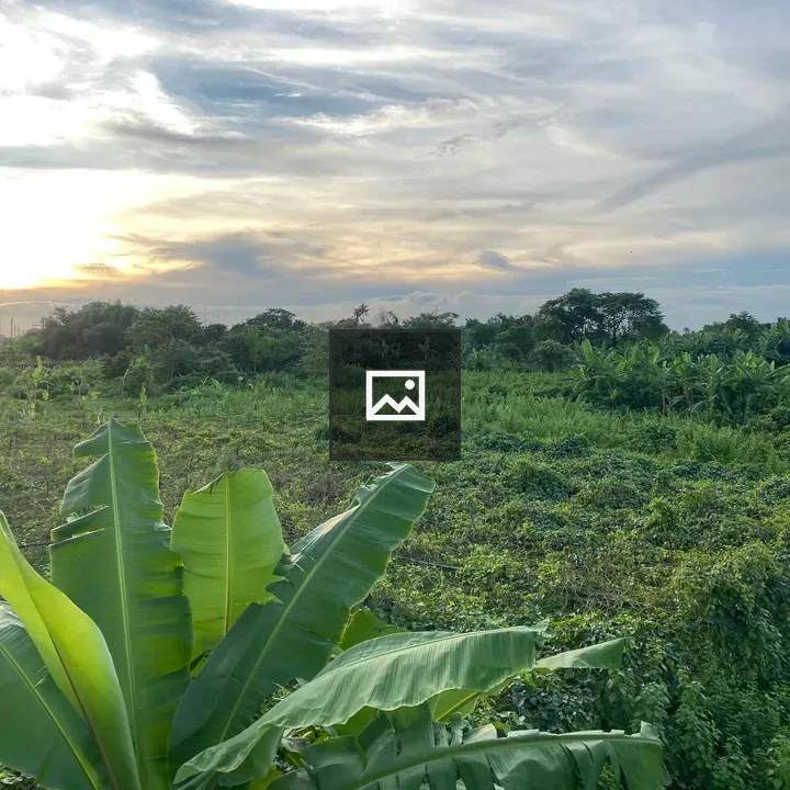 Banana Leaves in Green Landscape