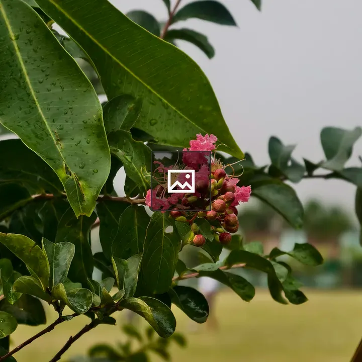 Pink flowers on green leaves