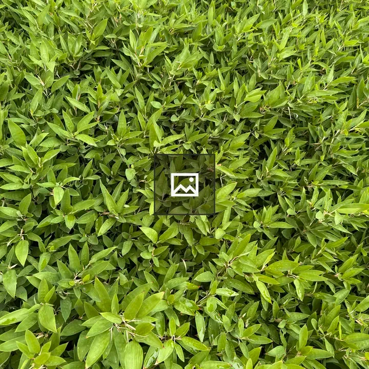 Green Leaves of Miniature Bamboo