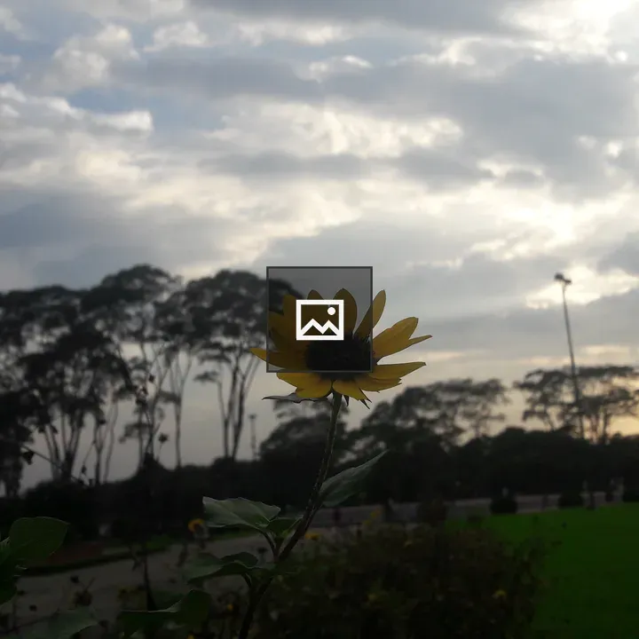 Sunset with Flowers