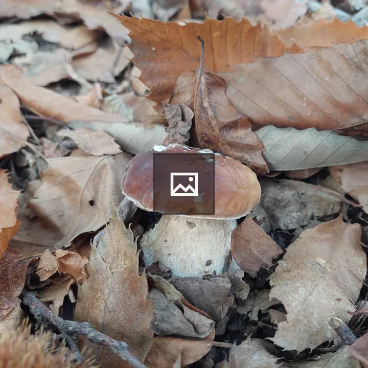Boletus mushrooms