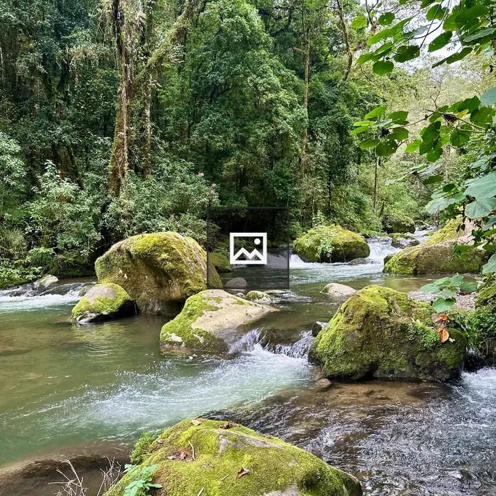 Clear river in Costa Rica forest