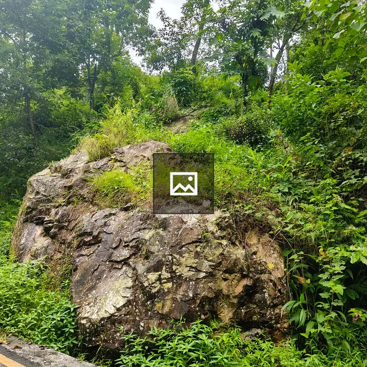 Rock with green plants beside road