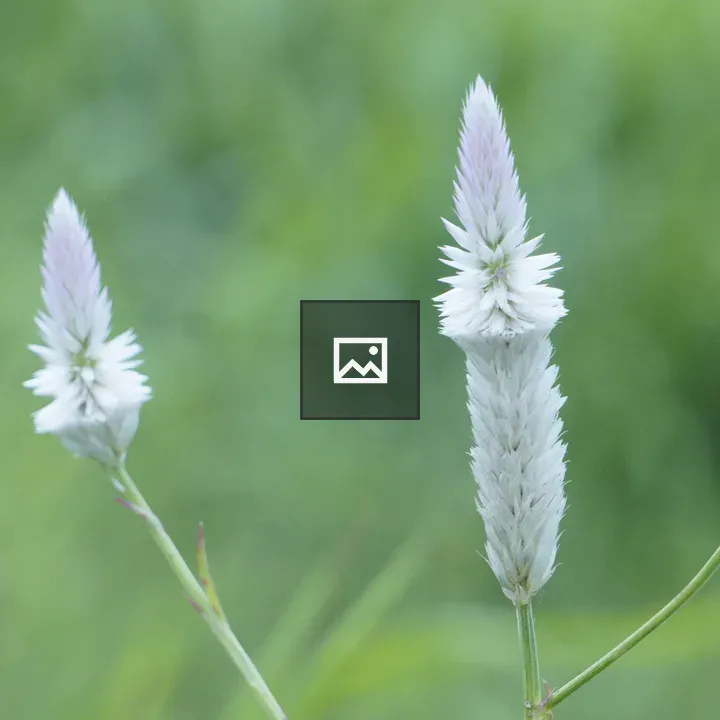 Three white wildflower spikes