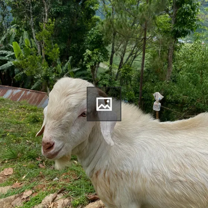 White goat on grassy hillside
