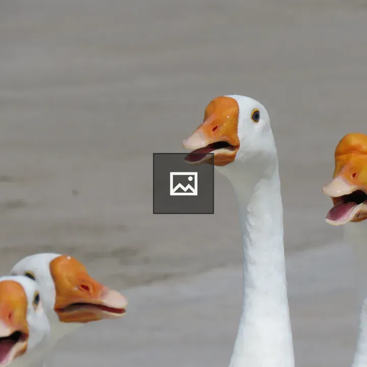 Duck Face in Waterfowl