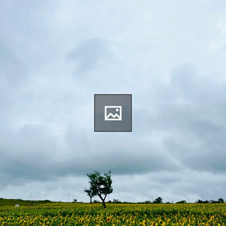 Sunflowers Field and Stormy Sky