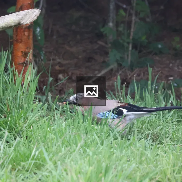 Jay bird eating a peanut