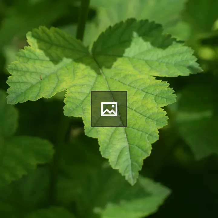 Close-up of a green leaf