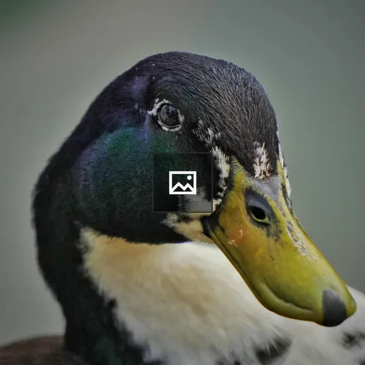 Duck close-up portrait