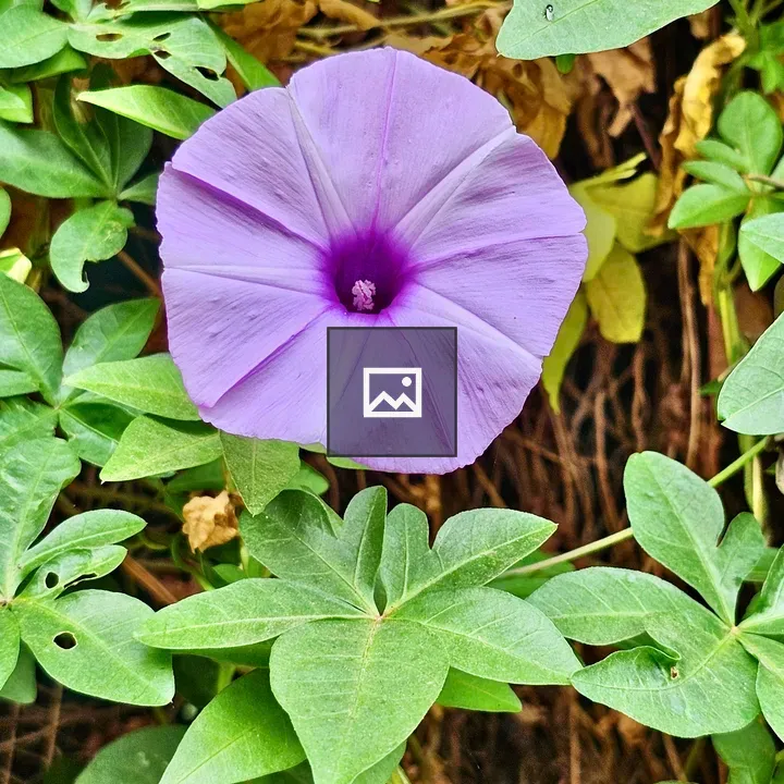 Ipomoea Cairica Flower in Green-Purple Portrait