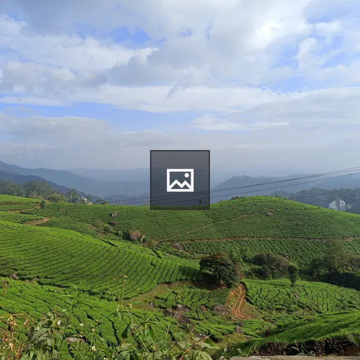 Tea plantations in Kerala landscape