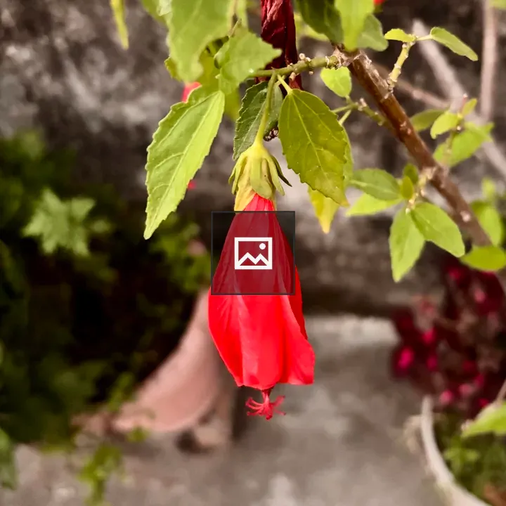 Red hibiscus bud