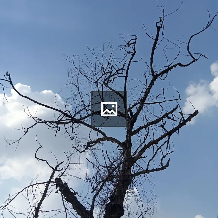 Leafless tree with cloudy sky