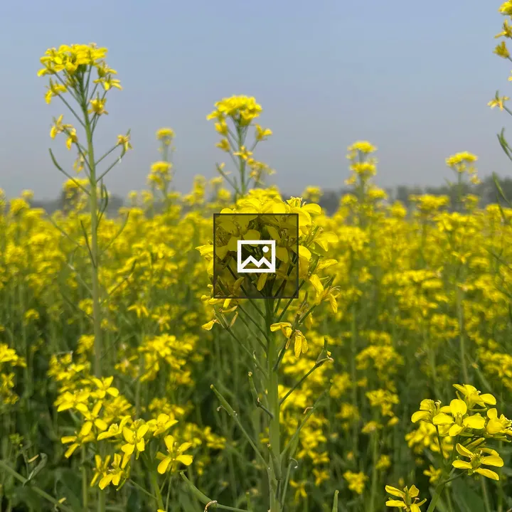 Mustard Flower Plants