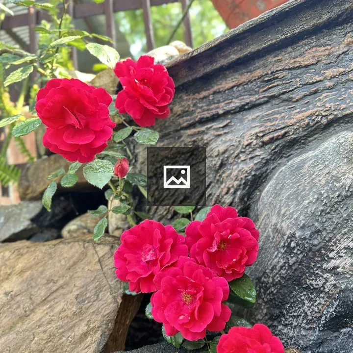Vibrant Red Roses on a Ledge