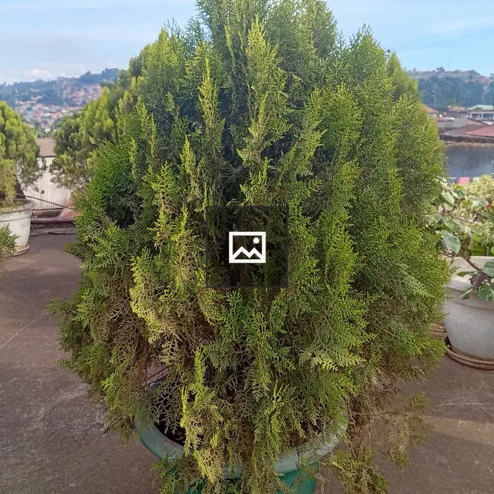 Potted evergreen shrub on rooftop