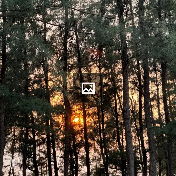Forest Sunset Scene