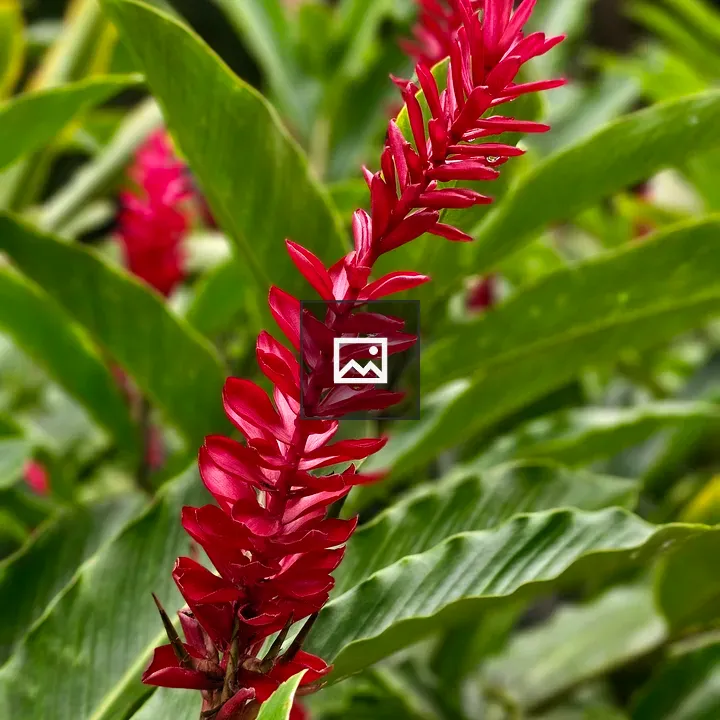 Red ginger spike in botanical garden
