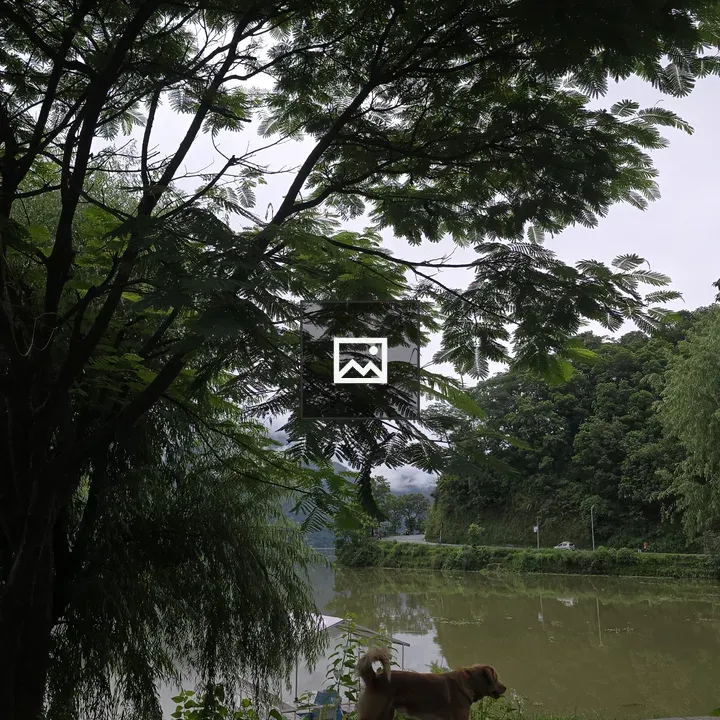 Dog Walking Along Tile Path