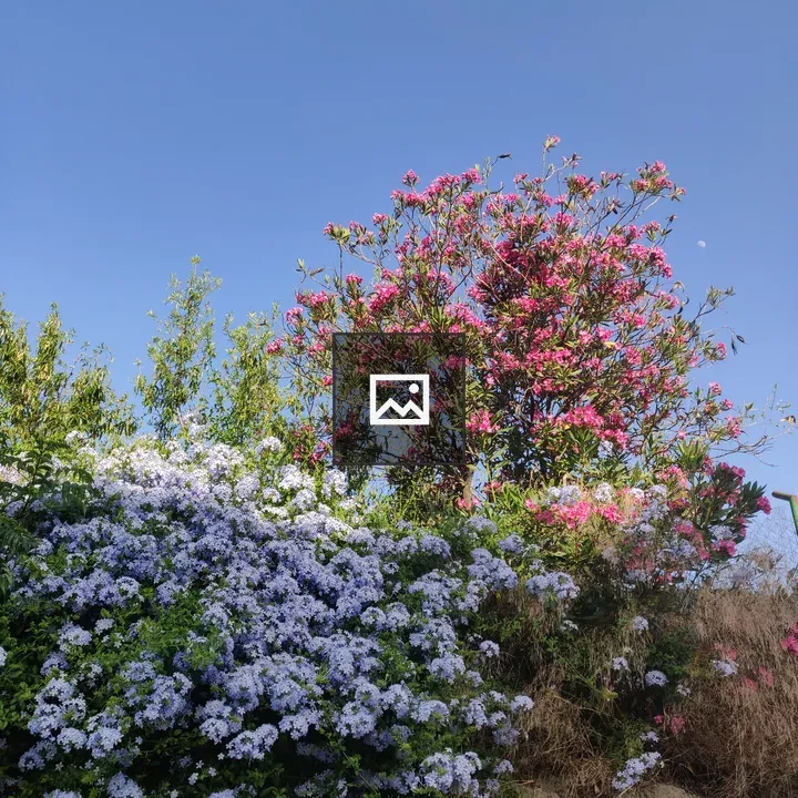 Flowers in a blue-pink-purple sky