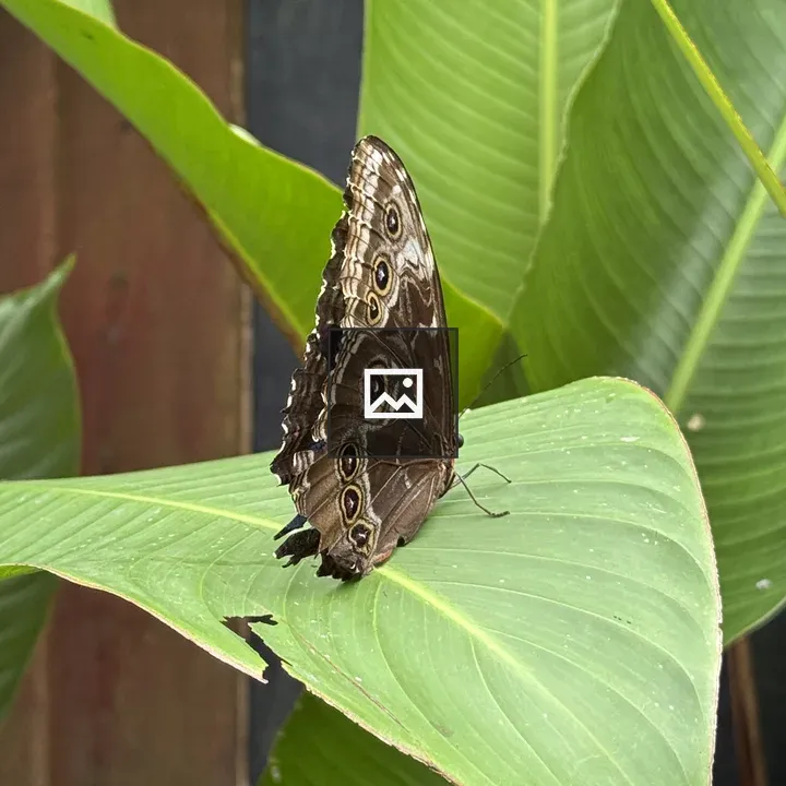 Brown butterfly on green leaf