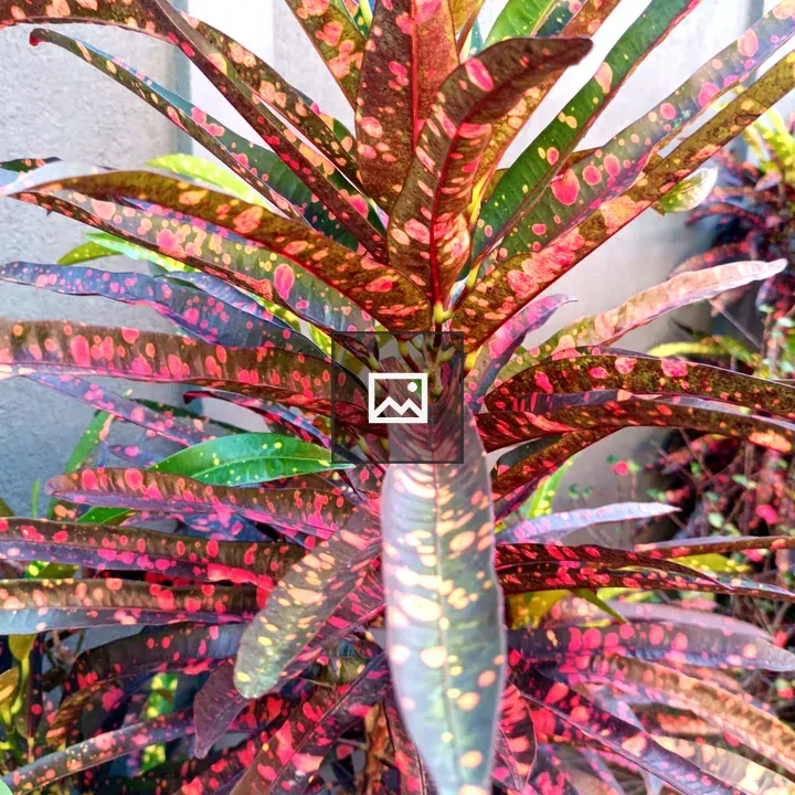 Close-up of multicolored plant